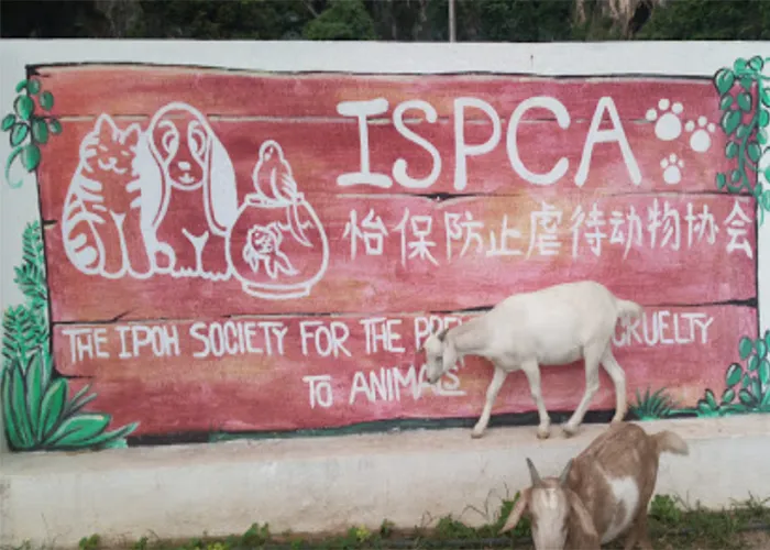 The Ipoh Society For The Prevention of Cruelty To Animals